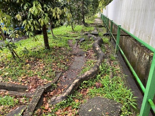 IMG_9960.jpeg