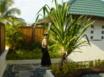 angsanaspa.JPG
