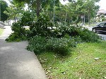 arashitree1.jpg