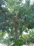arashitree3.jpg