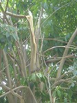 arashitree4.jpg