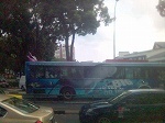 buspinkdolphin.jpg