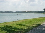 dragonboatbedok3.jpg