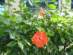 hibiscus.jpg