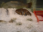 kabutogani2.jpg