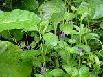 macritchie11.jpg