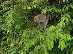 macritchie4.jpg