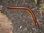 macritchie6.jpg