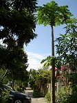 papaya1.jpg