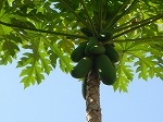 papaya2.jpg