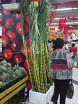 sugarcane.JPG