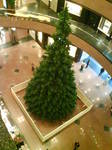 takashimayatree07prepare.jpg