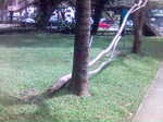 treebreakdown.jpg