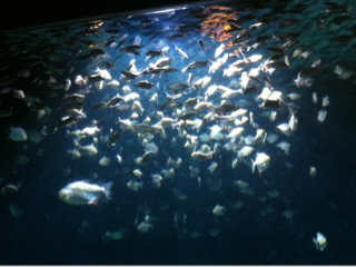 image-20121216054629.png