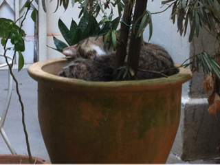 image-20140310132256.png